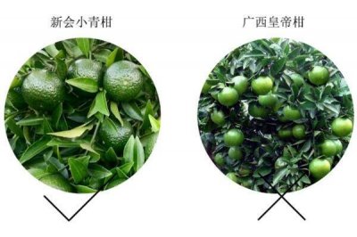 ​如何区分小青柑产区 柑果产区和普洱产区怎么区分