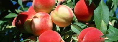 ​桃子里面长虫子的原因,桃子里面长虫子的原因怎么解决