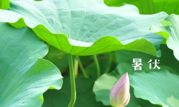 夏至三庚数头伏,俗语图1