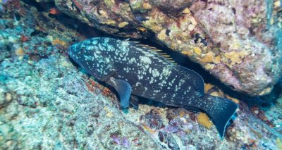 ​石斑鱼种类有几种（常见的石斑鱼都有哪些生活习性）