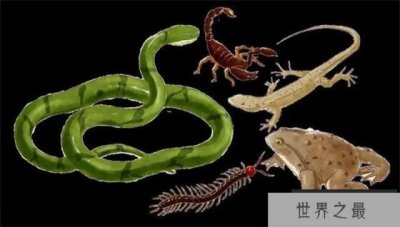 ​在所有的有毒动物中 谁才是最致命的“毒王” 为什么