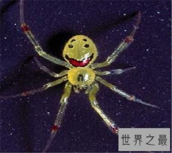 ​真的有种和人类笑脸一模一样的笑脸蜘蛛！好可爱啊