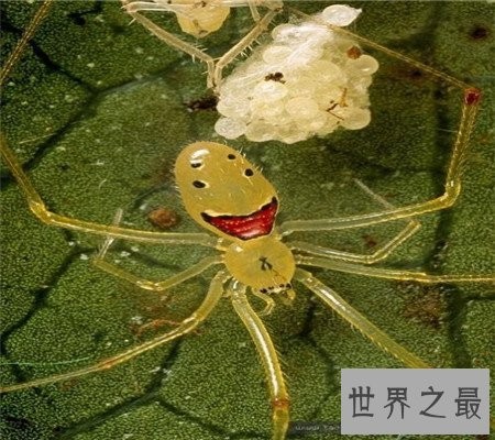 真的有种和人类笑脸一模一样的笑脸蜘蛛！好可爱啊
