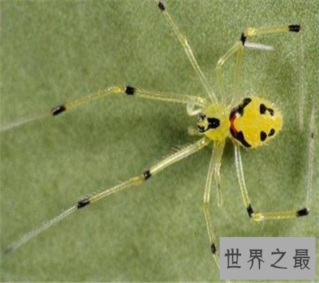 真的有种和人类笑脸一模一样的笑脸蜘蛛！好可爱啊