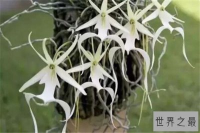 ​世界十大最贵的植物 螺旋芦荟上榜,银冠玉长相越奇怪越值钱