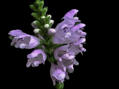 ​名字最奇特的花之一，玫红女王假龙头，很多人看到却叫不出名！