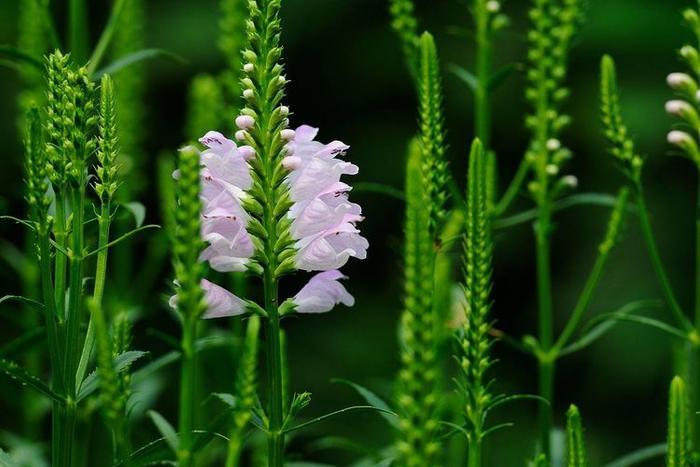名字最奇特的花之一，玫红女王假龙头，很多人看到却叫不出名！