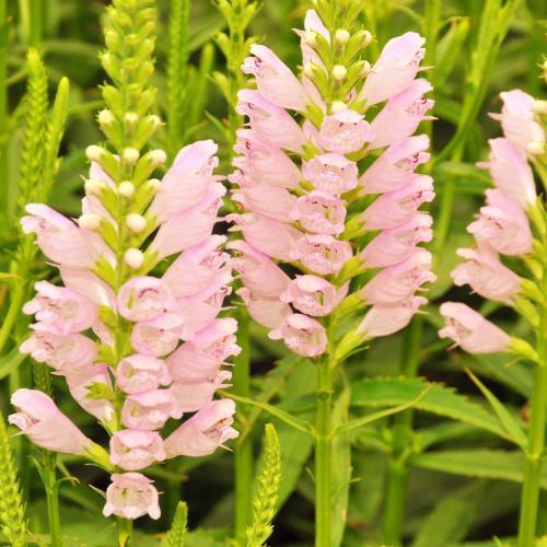 名字最奇特的花之一，玫红女王假龙头，很多人看到却叫不出名！