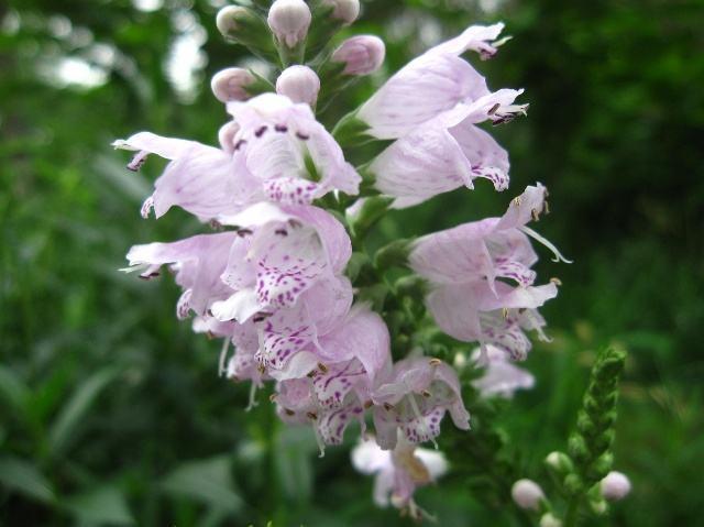 名字最奇特的花之一，玫红女王假龙头，很多人看到却叫不出名！