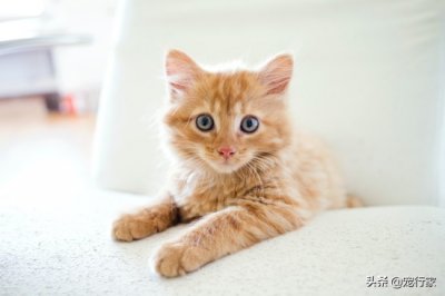 ​猫砂有什么用 养猫需要几个猫砂盆？多猫家庭要多准备一个吗？它们能并排放吗？