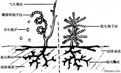​一起了解“链霉菌”相关知识