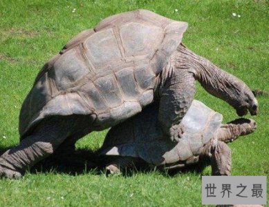 ​陆地上最大的乌龟,平均体重达到175千克