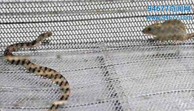 ​最凶残老鼠——食蛇鼠，捕食蛇类的啮齿类动物