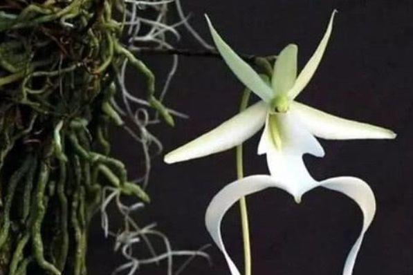世界上最贵的幽灵兰花，外形酷似翻转的青蛙，一朵花能换一套房