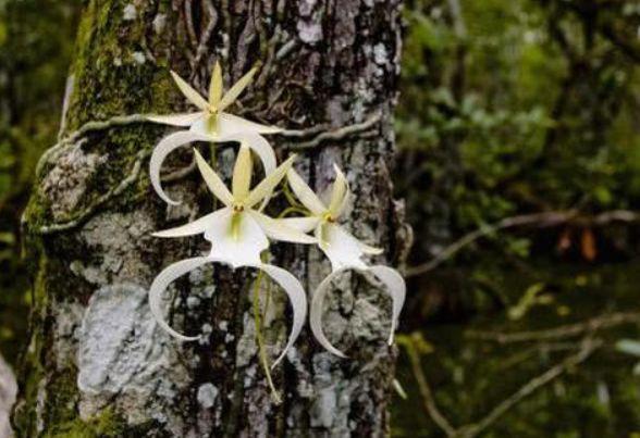 世界上最贵的幽灵兰花，外形酷似翻转的青蛙，一朵花能换一套房