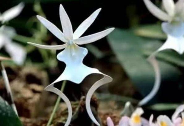 世界上最贵的幽灵兰花，外形酷似翻转的青蛙，一朵花能换一套房