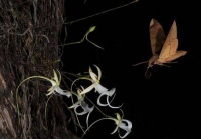 ​世界上最贵的幽灵兰花，外形酷似翻转的青蛙，一朵花能换一套房