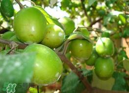 肠胃不好可以吃青枣吗？有胃病的人能吃青枣吗？