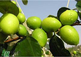 肠胃不好可以吃青枣吗？有胃病的人能吃青枣吗？