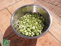 蚕豆可以冷冻吗?冷冻蚕豆怎么做好吃