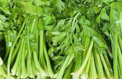 ​盘点十大最常见的绿叶菜 芹菜排名第一 香菜位例第二