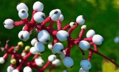 ​世界上十大最恐怖的花 娃娃眼睛第一名 幽灵兰暂居第二