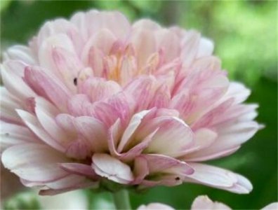 ​十大四季菊花品种 夏菊第一名 秋菊暂居第二