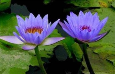 ​全球十大罕见漂亮花卉 排第一的是睡火莲 斯里兰卡仙人掌花暂排第二