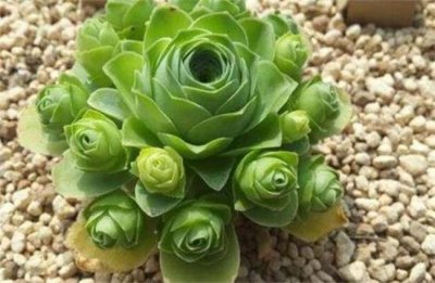 ​盘点十种超人气多肉植物 排第一的是山地玫瑰 熊童子暂排第二