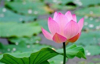 ​盘点十种夏季开放的花 荷花第一名 康乃馨暂居第二