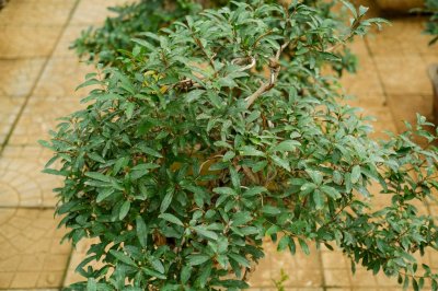 ​石榴树老桩多久发芽，移盆注意事项