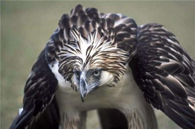 ​比阿根廷巨鹰还大的鹰 菲律宾鹰对什么有很强的意识