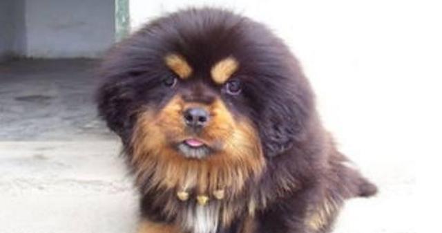 世界上极其珍贵的犬种，古代却用来吃妃子们的呕吐物！