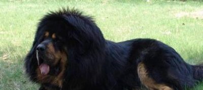 ​世界上极其珍贵的犬种，古代却用来吃妃子们的呕吐物！