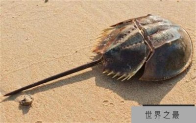 ​世界上最古老的甲壳动物 和恐龙同时出现(鲎)