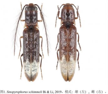 ​中国云南发现亚洲首例发光叩甲——Sinopyrophorus schimmeli