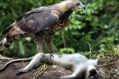 ​猴子的天敌是什么?食猴鹫啄瞎猴子眼(将其撕裂吞食)