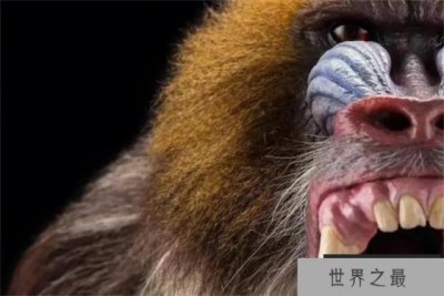 ​山魈是世界上最大的猴科动物 身体长度接近80厘米