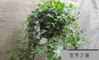 ​十大室内最适宜的植物是什么?