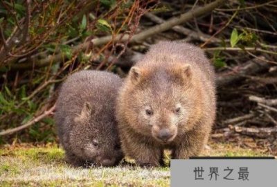 ​世界上最笨的动物排名，猪其实不笨排第七位