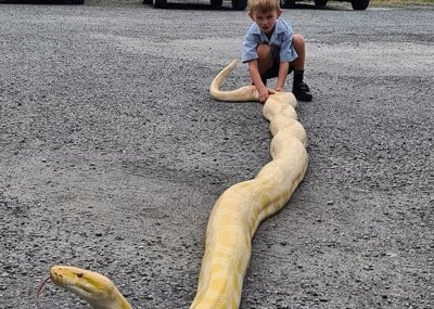 ​澳洲昆士兰黄金海岸奥克森佛发现长达5米罕见白化缅甸蟒蛇 捕蛇人惊叹前所