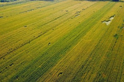 ​中国2024各地区小麦成熟收割时间。