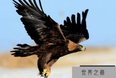 ​全球十大凶猛的鸟排行榜 金雕高大威武翼展可达两米多长