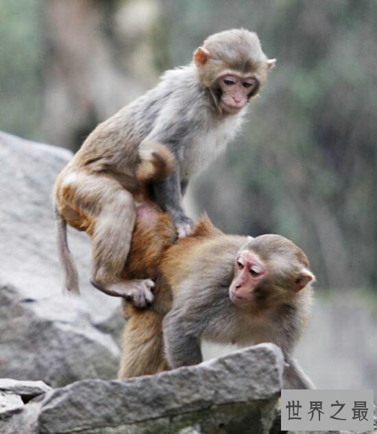 最淫乱动物性行为  跨种族乱伦 动物世界太复杂