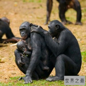 ​最淫乱动物性行为 跨种族乱伦 动物世界太复杂