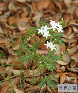 ​坏女人花毒液具有腐蚀性 成为世界十大危险植物之一
