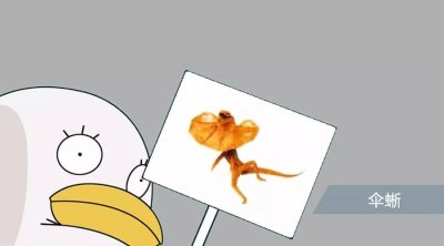 ​会打伞的蜥蜴，哈哈哈下雨时伞蜥岂不是只淋到脸？