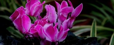 ​仙鹤来怎么养，仙鹤来的养殖方法和注意事项