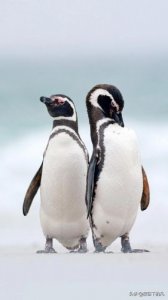 ​絮絮叨叨打一动物生肖，絮絮叨叨打一动物猜数字