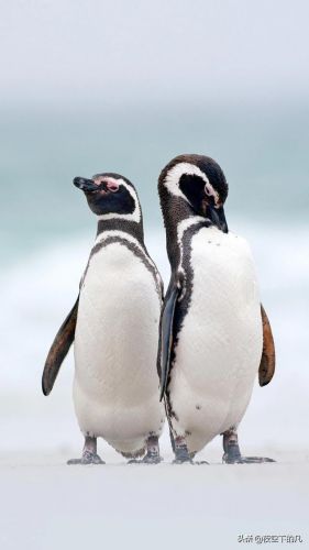 絮絮叨叨打一动物生肖，絮絮叨叨打一动物猜数字-第1张图片-